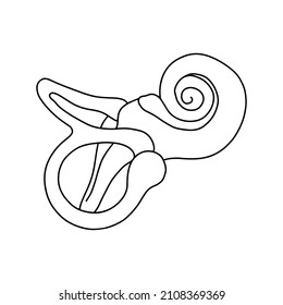 Human cochlea anatomy. The structure of the inner ear.