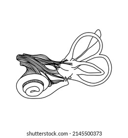 Human cochlea anatomy. The structure of the inner ear.