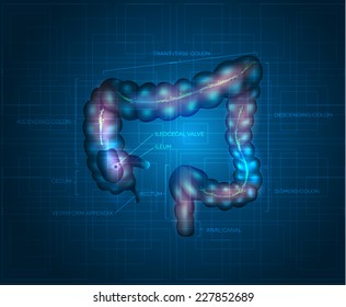 Human Colon Abstract Blue Background. Detailed Illustration Of Colon: Ileum, Appendix, Ascending Colon, Transverse Colon, Descending Colon, Sigmoid Colon, Rectum And Anal Canal.