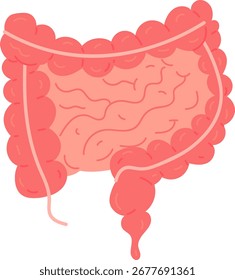 Human Colon Anatomy Vector Illustration