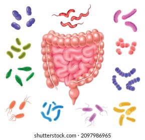 Human Colon Bacterial Flora Realistic Color Set With Intestine Image In Centre And Good And Bad Bacterias Around Isolated Vector Illustration