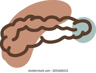 Human colon, illustration, vector, on a white background.