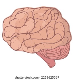 imagen vectorial aislada del cerebro de color humano en estilo de caricatura