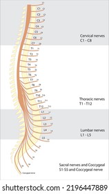 Human Column Nerve Segmentation Illutration Vertebral Stock Vector ...