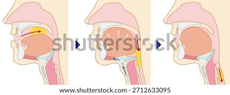Human cross section showing the pharynx and larynx through to the trachea and esophagus
