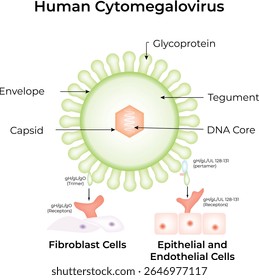 Estrutura de Citomegalovírus Humano e Interação Celular Ciência Design Vetor Ilustração Diagrama