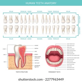 Human dental anatomy chart with realistic jaw and tooth vector illustration