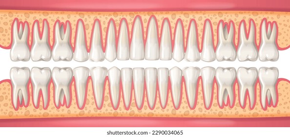 Human dental anatomy concept with realistic teeth in jaws vector illustration