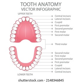 Human dental anatomy. Human tooth anatomy chart. Diagram teeth. Medical vector illustration.