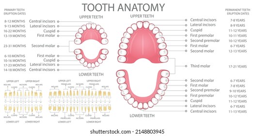 Human dental anatomy. Human tooth anatomy chart. Primary and permanent teeth. Medical vector illustration.