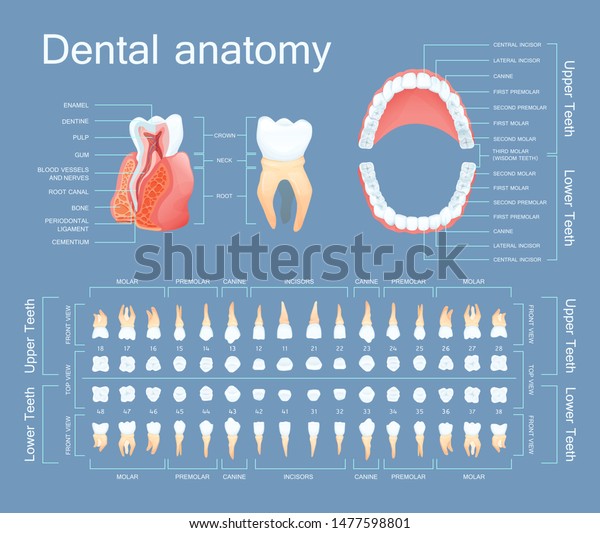 Human dental\
anatomy. Tooth anatomy numbering infographics. Sectional anatomical\
structure of the tooth - dentine, pulp, gum, blood vessels, root\
canal vector\
illustration