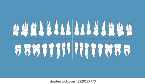 Human dentition infographic chart with teeth isolated on background, vector illustration.