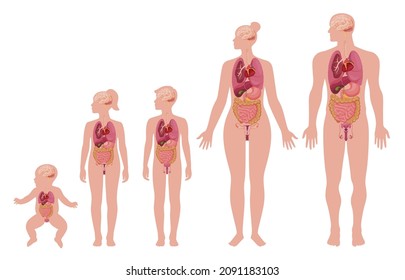 Human development of internal organ with age scheme vector flat illustration. Toddler, baby boy and girl, man, woman anatomy scheme organism biology physiology isolated. People biological function