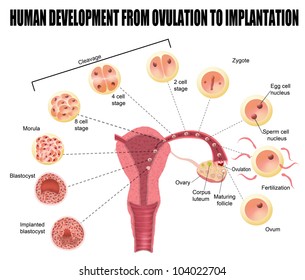 Human development from ovulation to implantation (for basic medical education, for clinics & Schools), vector illustration