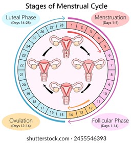 Human diagram detailing the menstrual cycle phases, including follicular phase, ovulation, and luteal phase structure diagram schematic vector illustration. Medical science educational illustration