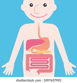 Human Digestive Organs, Simplified Illustration