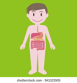human digestive organs, simplified illustration