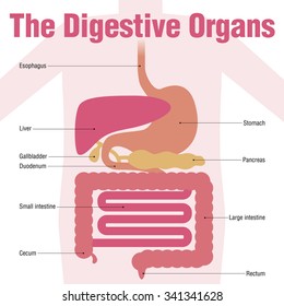 human digestive organs, simplified illustration and name of each organ
