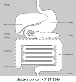 human digestive organs, simplified illustration and name of each organ