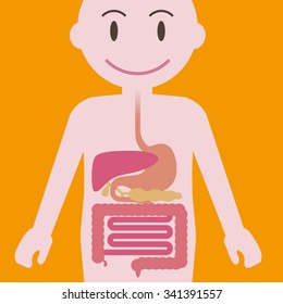 human digestive organs, simplified illustration