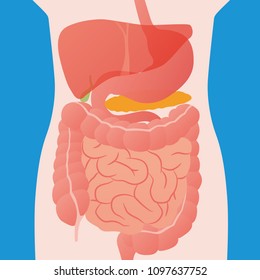 human digestive organs, vector illustration