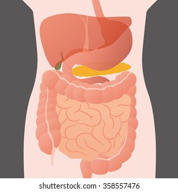 human digestive organs, vector illustration