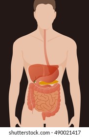 human digestive organs, vector illustration