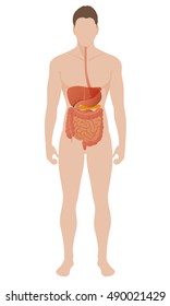 human digestive organs, vector illustration