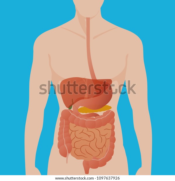 human digestive\
organs, vector\
illustration