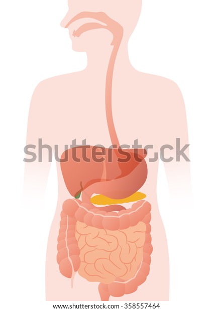 human digestive\
organs, vector\
illustration
