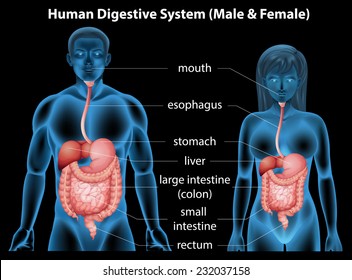 The human digestive system