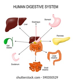 Human Digestive System with all parts: stomach, gall bladder, liver, duodenum, pancreas, large and small intestine. abdomen anatomy. area science  and education