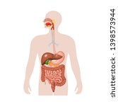 Human digestive system. Anatomical vector illustration in flat style isolated over white background. 