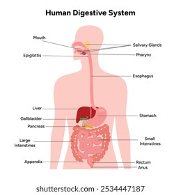 Diagrama de Anatomia do Sistema Digestivo Humano	infográfico