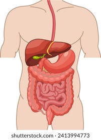 Menschliches Verdauungssystem. Anatomie der Hoden, des Magens und der Leber. Vektorgrafik interner Organe. Arzneimittelkonzept