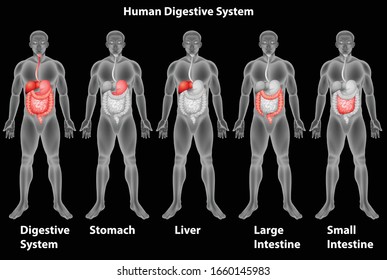 Human Digestive System. Chart of Biology for Digestive System Diagram. 