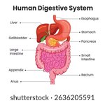 Human digestive system chart clipart. Digestive system drawing clip art with label of internal body organs infographic diagram for elementary and secondary poster design vector illustration. 
