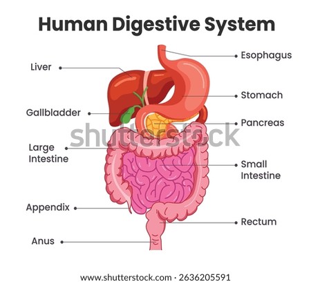 Human digestive system chart clipart. Digestive system drawing clip art with label of internal body organs infographic diagram for elementary and secondary poster design vector illustration. 
