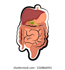 Human digestive system. Colored sketch. Vector illustration design