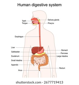 Human digestive system. Complete digestive system diagram showing the GI tract and accessory organs such as the tongue, salivary glands, pancreas, liver, gallbladder. Detailed vector poster