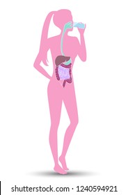 Human digestive system and drink water ,vector illustration design