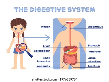 Human Digestive System for Education Children. Beautiful little Firl and the gastrointestinal tract. Flat color cartoon style. White background. Vector.