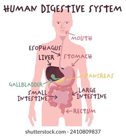 Menschliches Verdauungssystem im flachen Cartoon-Stil. Organe der Verdauung. Nützliches medizinisches Poster. Bildungsinfographie. Vertikales Banner. Bearbeitbare Vektorgrafik einzeln auf weißem Hintergrund.
