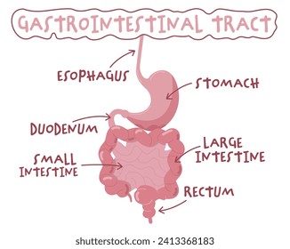 Sistema digestivo humano en caricatura plana. Órganos de digestión. Afiche médico útil. Infografía educativa. Banner vertical. Ilustración vectorial editable aislada en un fondo blanco.