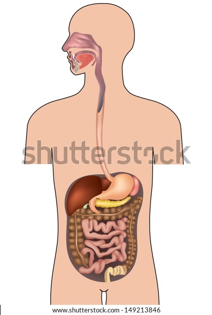 ヒトの消化器系 細部のある胃腸系 白い背景にベクターイラスト のベクター画像素材 ロイヤリティフリー