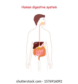 Human digestive system. Gastrointestinal tract. silhouette of a man with highlighted internal organs.