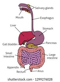 Human Gut Digestive System Gastrointestinal Anatomical Stock Vector ...