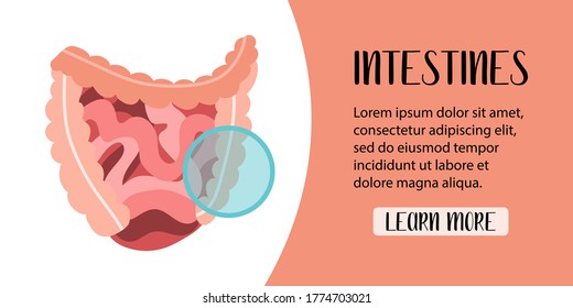 Human digestive system. Gut, small and large intestine. Digestive tract. Vector flat illustration. Perfect for banner, landing page, website