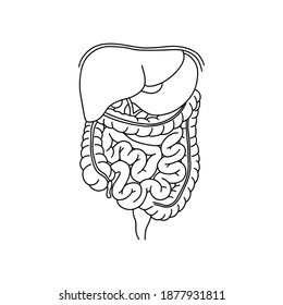 Human Digestive System Illustration With Description Of The Corresponding Internal Parts. Vector, Medicine Concept. Realistic, Outline Intestine Icon Isolated On White Background. 