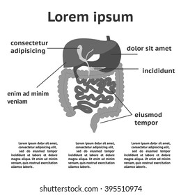 The human digestive system illustration with space for text